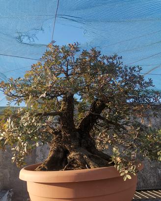 bonsai lentisco 