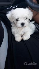 Maltese toy cuccioli 