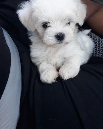 Maltese toy cuccioli 