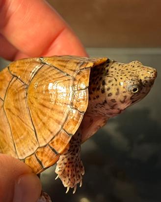 Tartaruga Sternotherus Carinatus