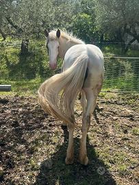 Puledra