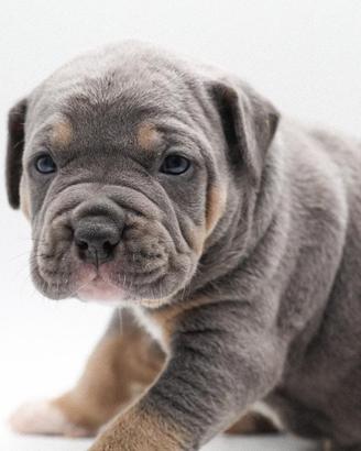 Cuccioli disponibili