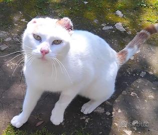 UBER, adozione del cuore