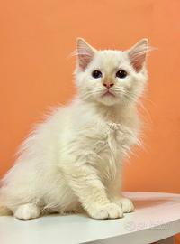 Cucciolo ragdoll disponibile