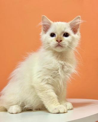 Cucciolo ragdoll disponibile