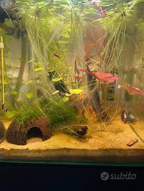 PIANTE ACQUARIO VERE