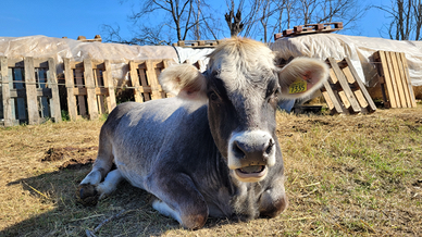 Mucche Grigio Alpine