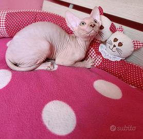 Sphynx