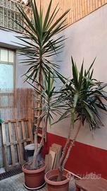 Yucca Elephanties (tronchetto felicità)