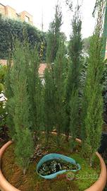 Bonsai Boschetto di cipressi