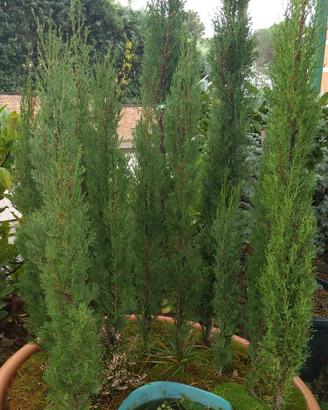 Bonsai Boschetto di cipressi