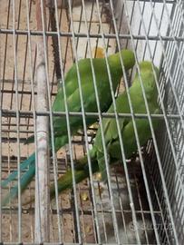 Parrocchetti