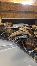 Boa Constrictor con teca