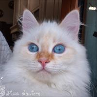 Cucciolo siberiano con pedigree - 4,5 mesi