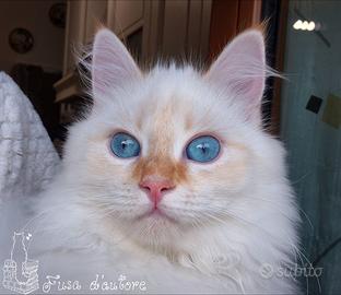 Cucciolo siberiano con pedigree - 4,5 mesi