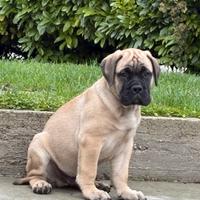 Bullmastiff cuccioli di alta genealogia