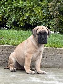 Bullmastiff cuccioli di alta genealogia
