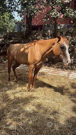 Cavalla -fattrice paint horse