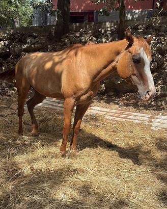 Cavalla -fattrice paint horse