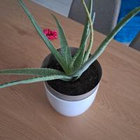 pianta aloe