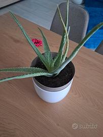 pianta aloe