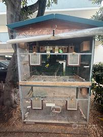 voliera con cocorita