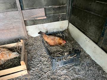 Gallina chioccia in cova