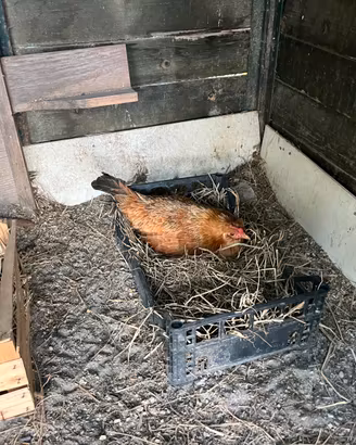 Gallina chioccia in cova