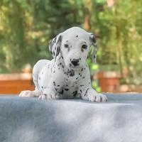 Cucciolo di Dalmata maschio disponibile