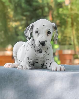 Cucciolo di Dalmata maschio disponibile