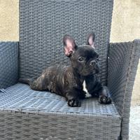 Bouledogue Francese