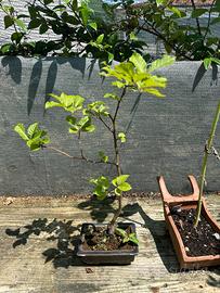 Bonsai faggio spedizione gratuita