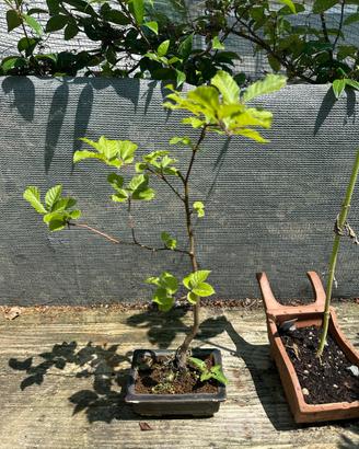 Bonsai faggio spedizione gratuita