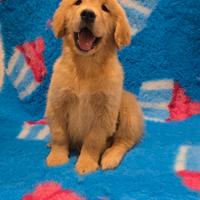 Cuccioli golden retriever