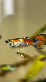 Pesci guppy acquario