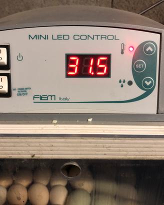 Incubare fiem 40 uova