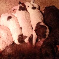 Cuccioli Lagotto romagnolo