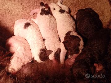Cuccioli Lagotto romagnolo