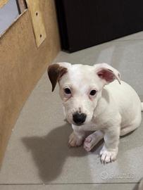Cuccioli jack Russel