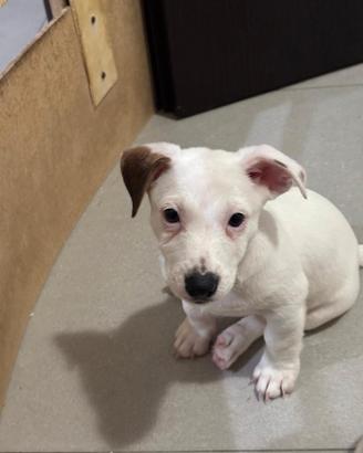 Cuccioli jack Russel