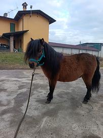 Pony