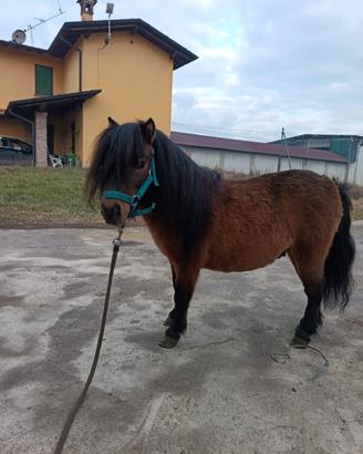 Pony