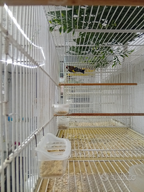 Cardellino nostrano 2025