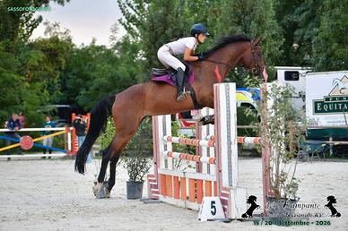 Cavallo da salto ostacoli