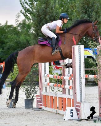 Cavallo da salto ostacoli