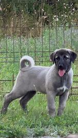 Cuccioli Kangal (Karakircil)