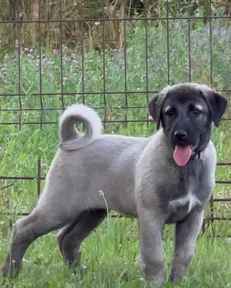 Cuccioli Kangal (Karakircil)