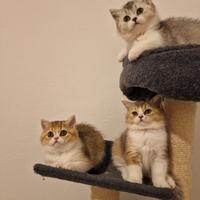 Scottish straight pedigree FIAF