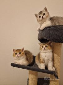 Scottish straight pedigree FIAF