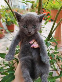 Gattini